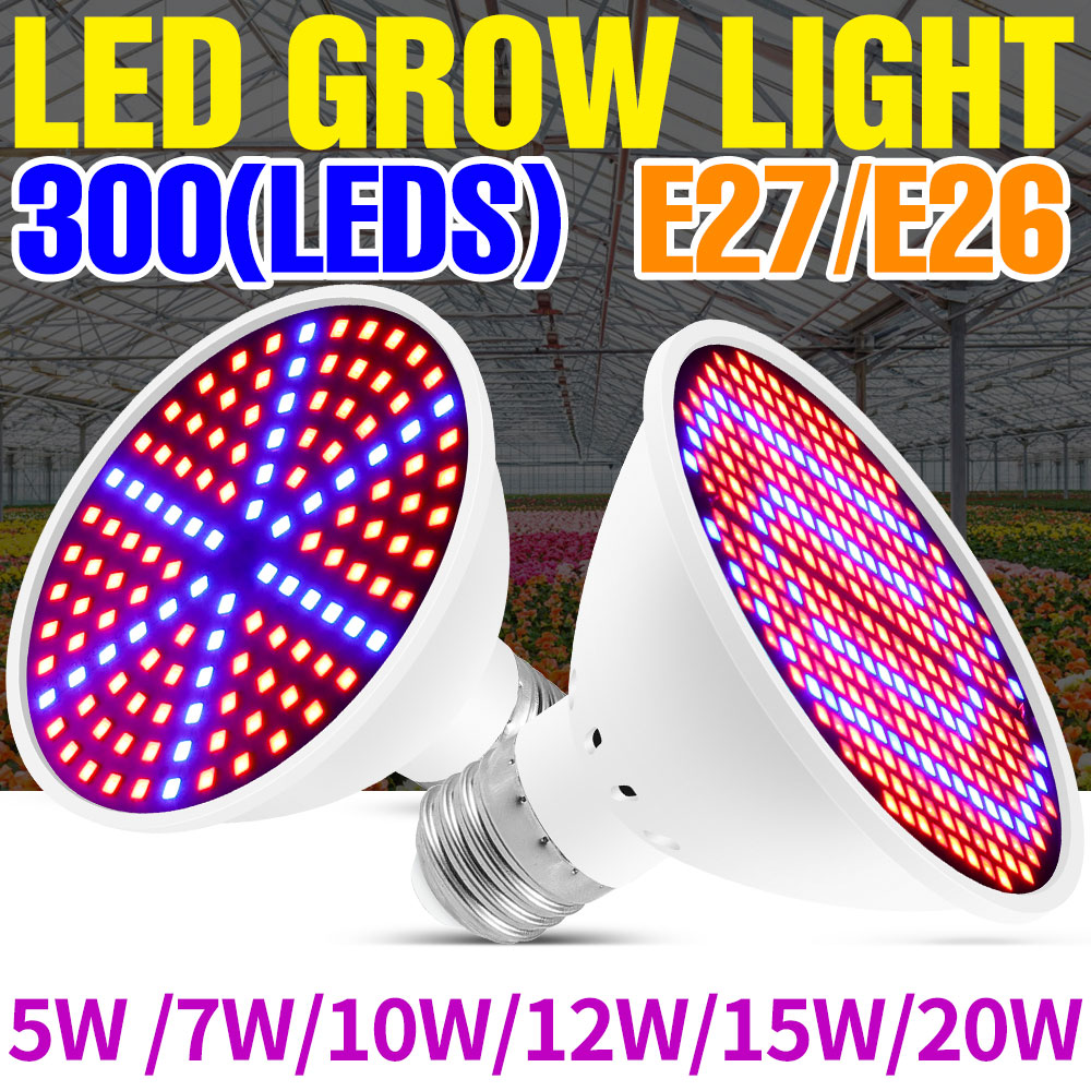 Luz LED de espectro total para - Echeveria Succulent avaliação e preço