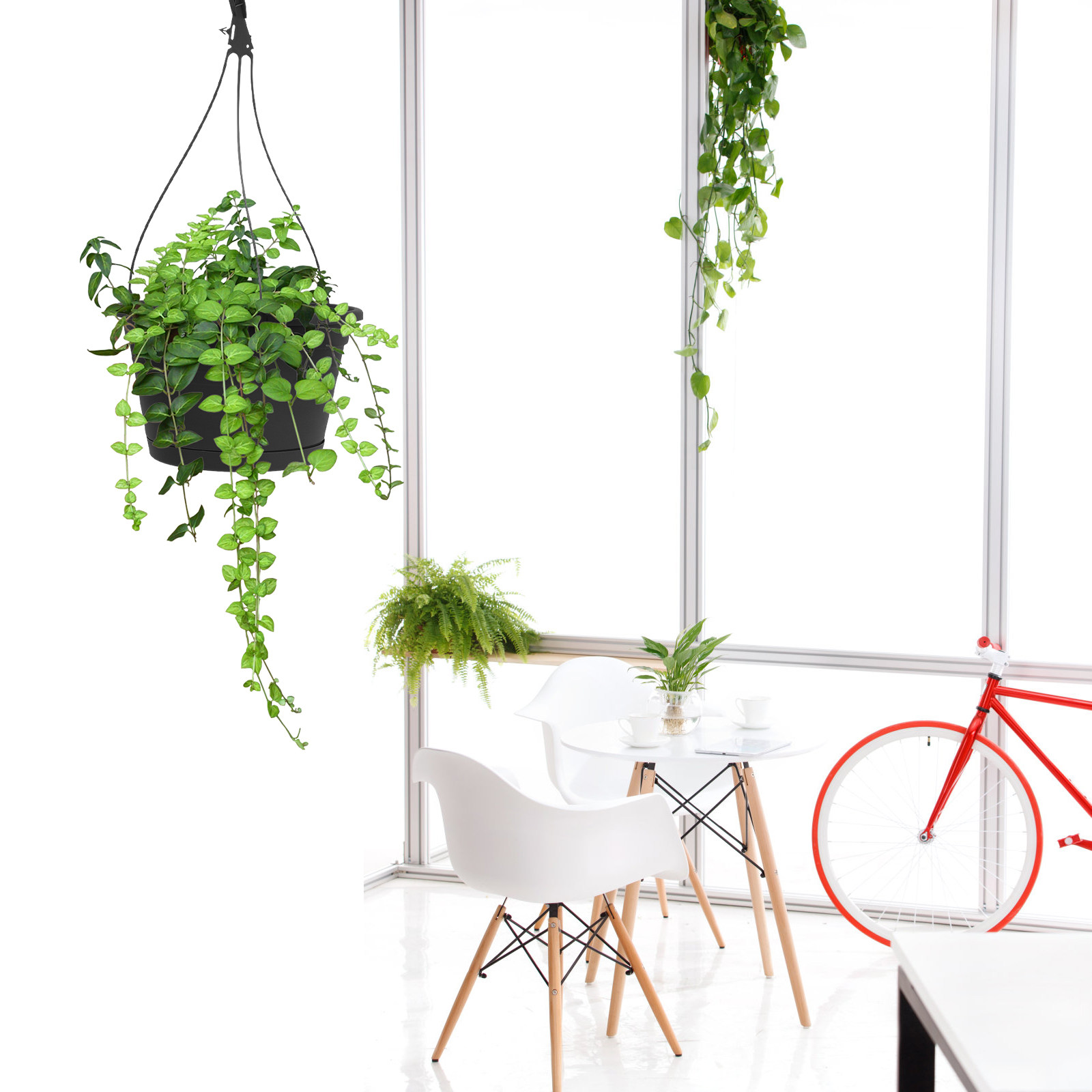 1 unidade de vaso para planta  - Spider Plant Hanging avaliação e preço